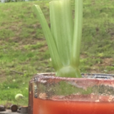 BloodyMary.png