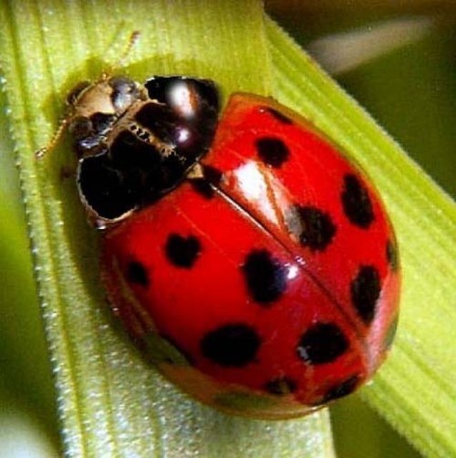 553534-ladybug.jpg